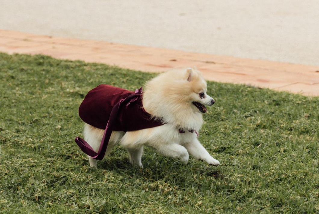 Capa Perro Noel - Imagen 3